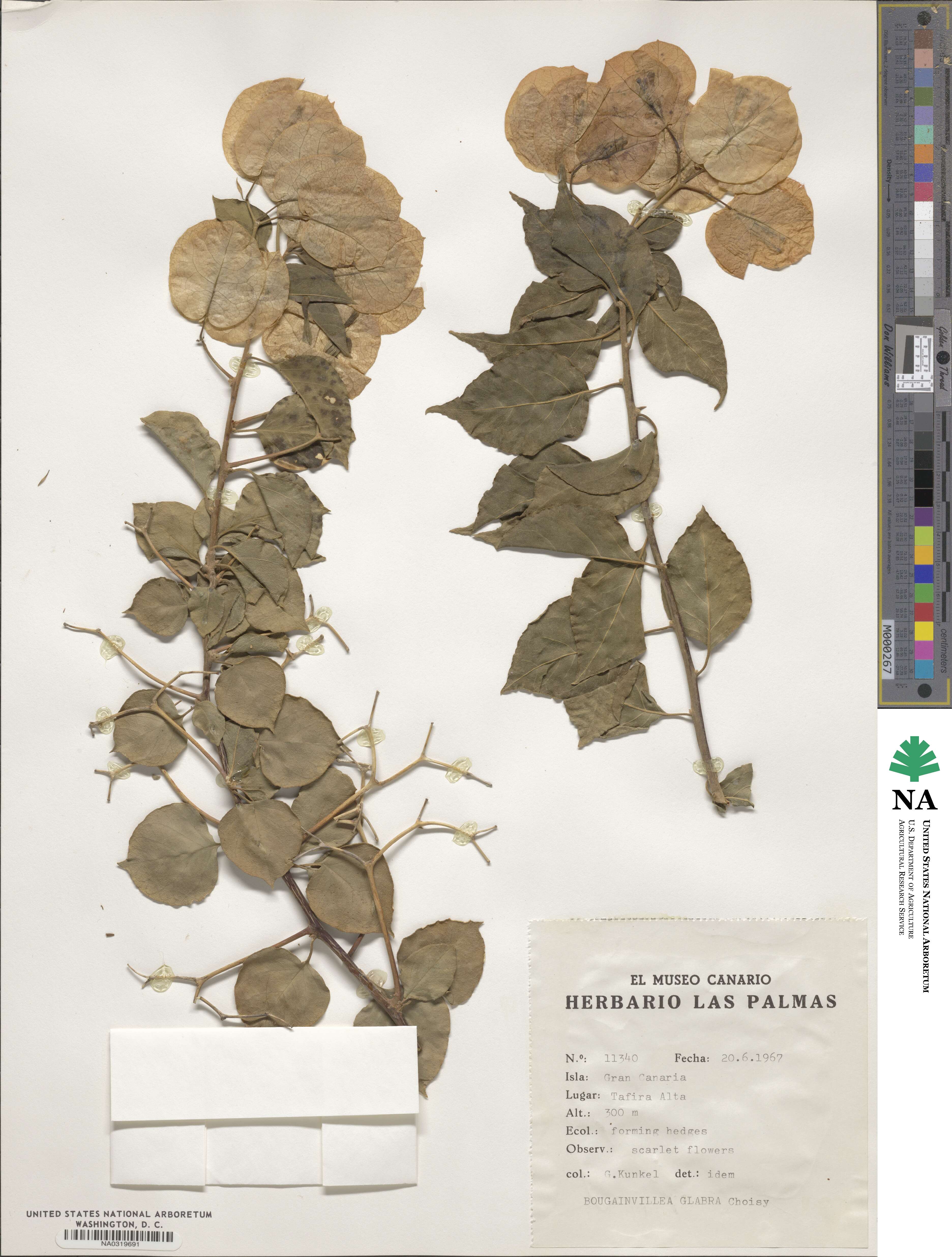 Bougainvillea glabra image