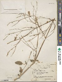 Boerhavia xantii image