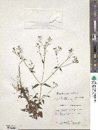 Boerhavia erecta image