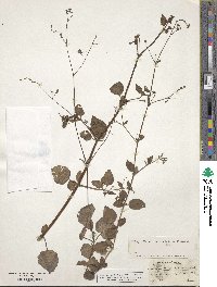 Boerhavia paniculata image