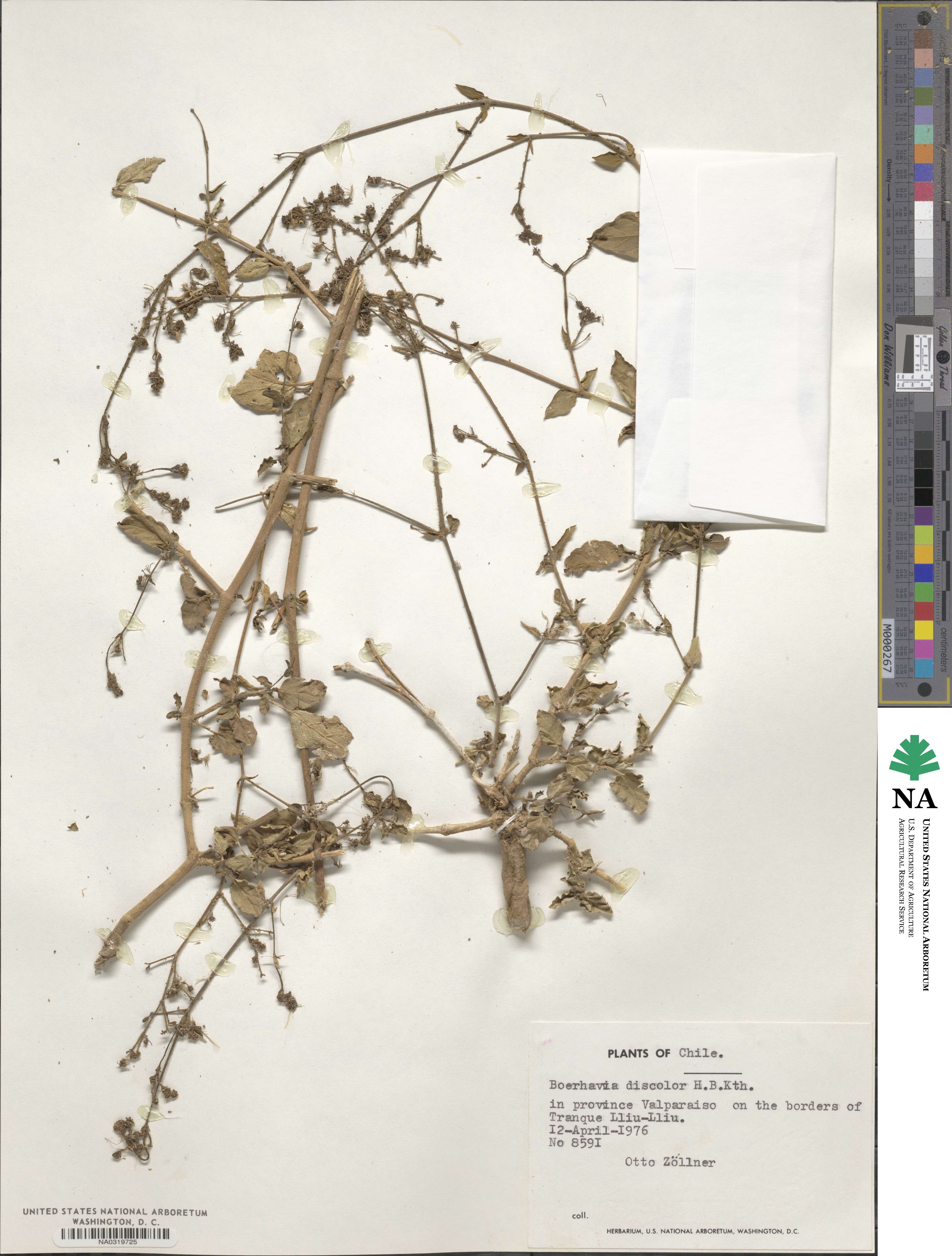 Boerhavia erecta image