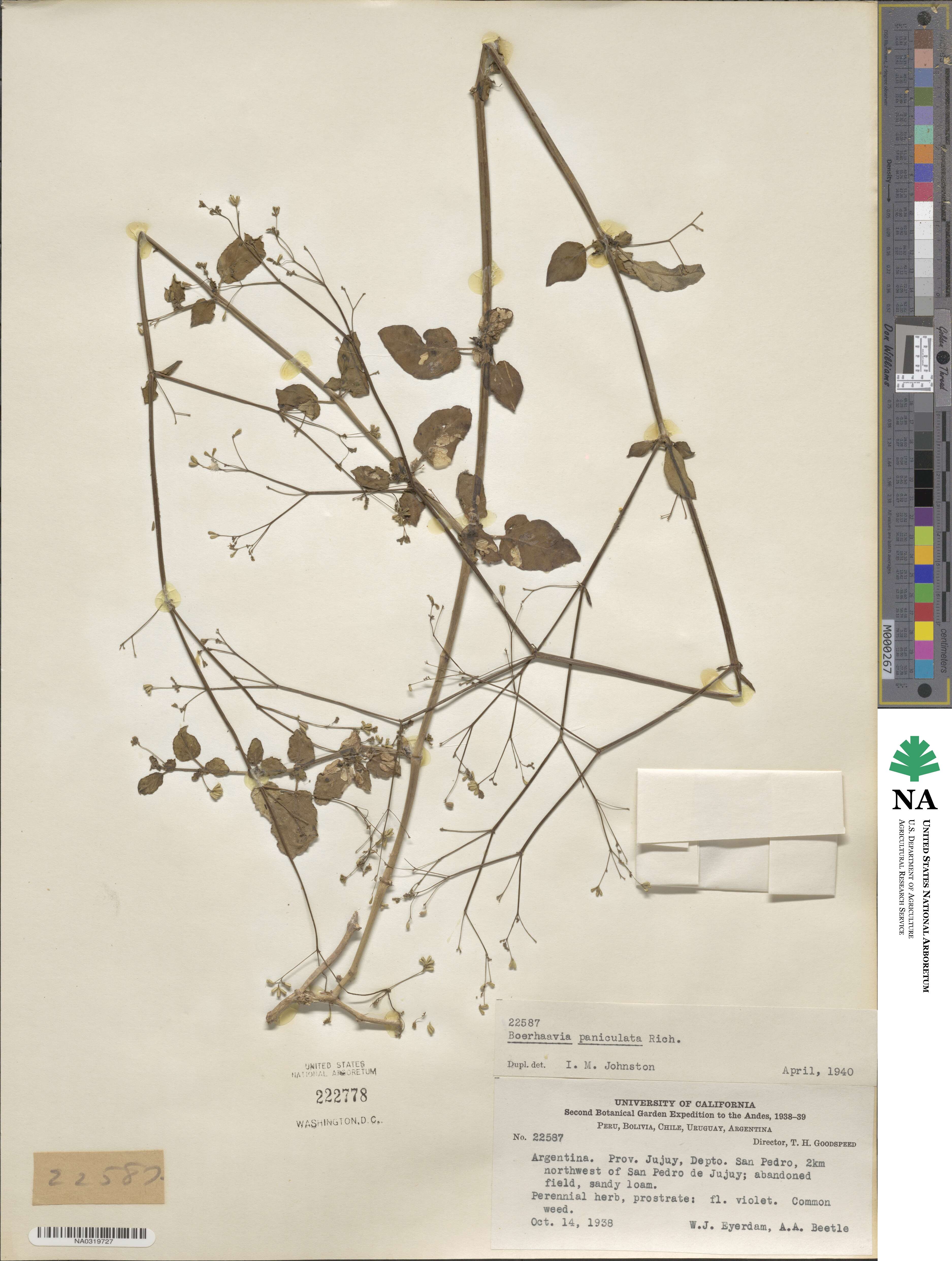 Boerhavia paniculata image