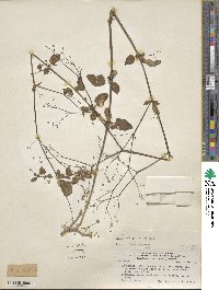 Boerhavia paniculata image