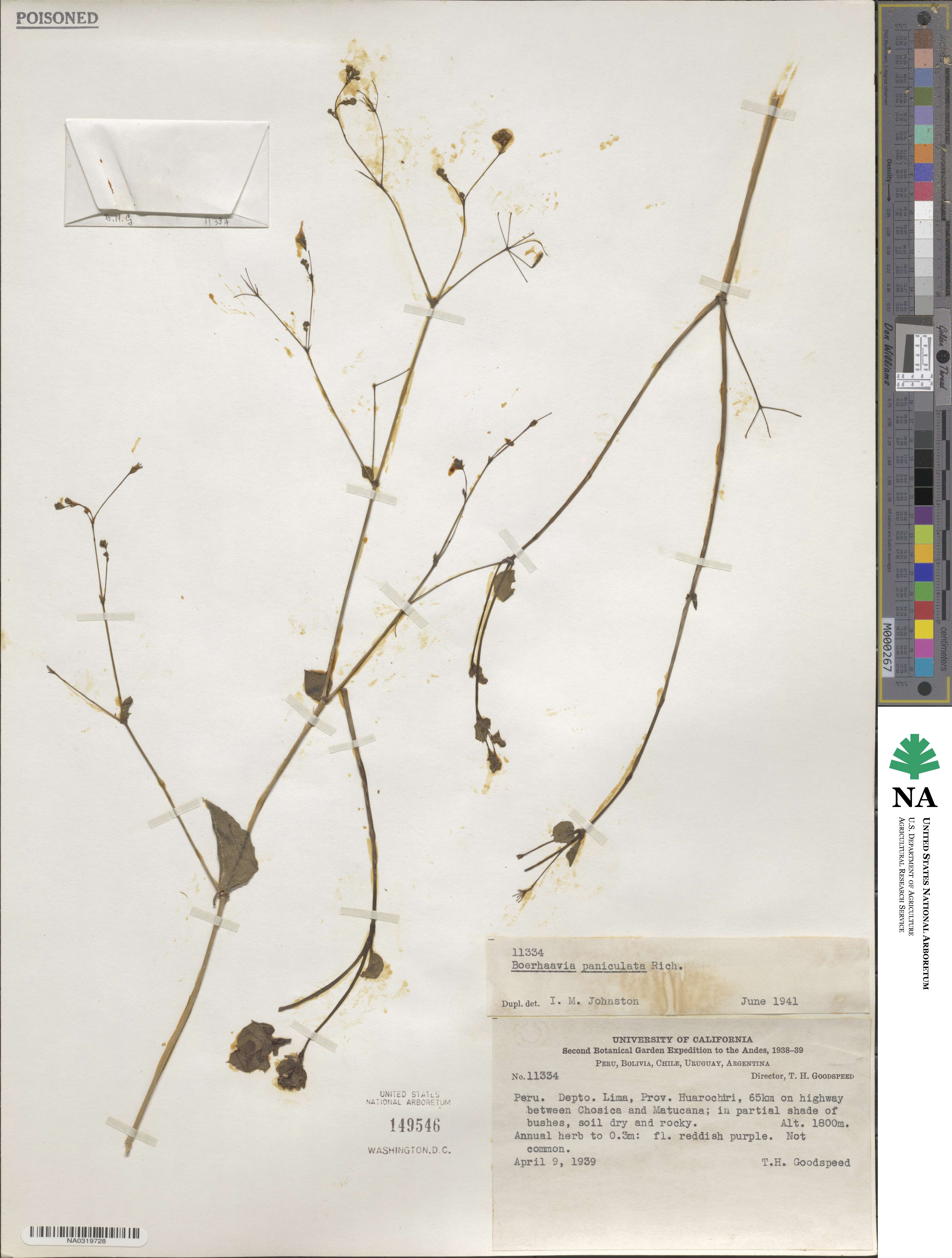 Boerhavia paniculata image