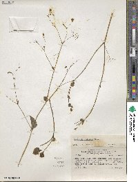 Boerhavia paniculata image