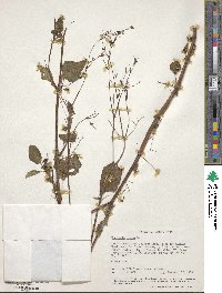 Boerhavia erecta image