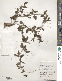 Boerhavia diffusa image