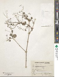 Image of Boerhavia verticillata