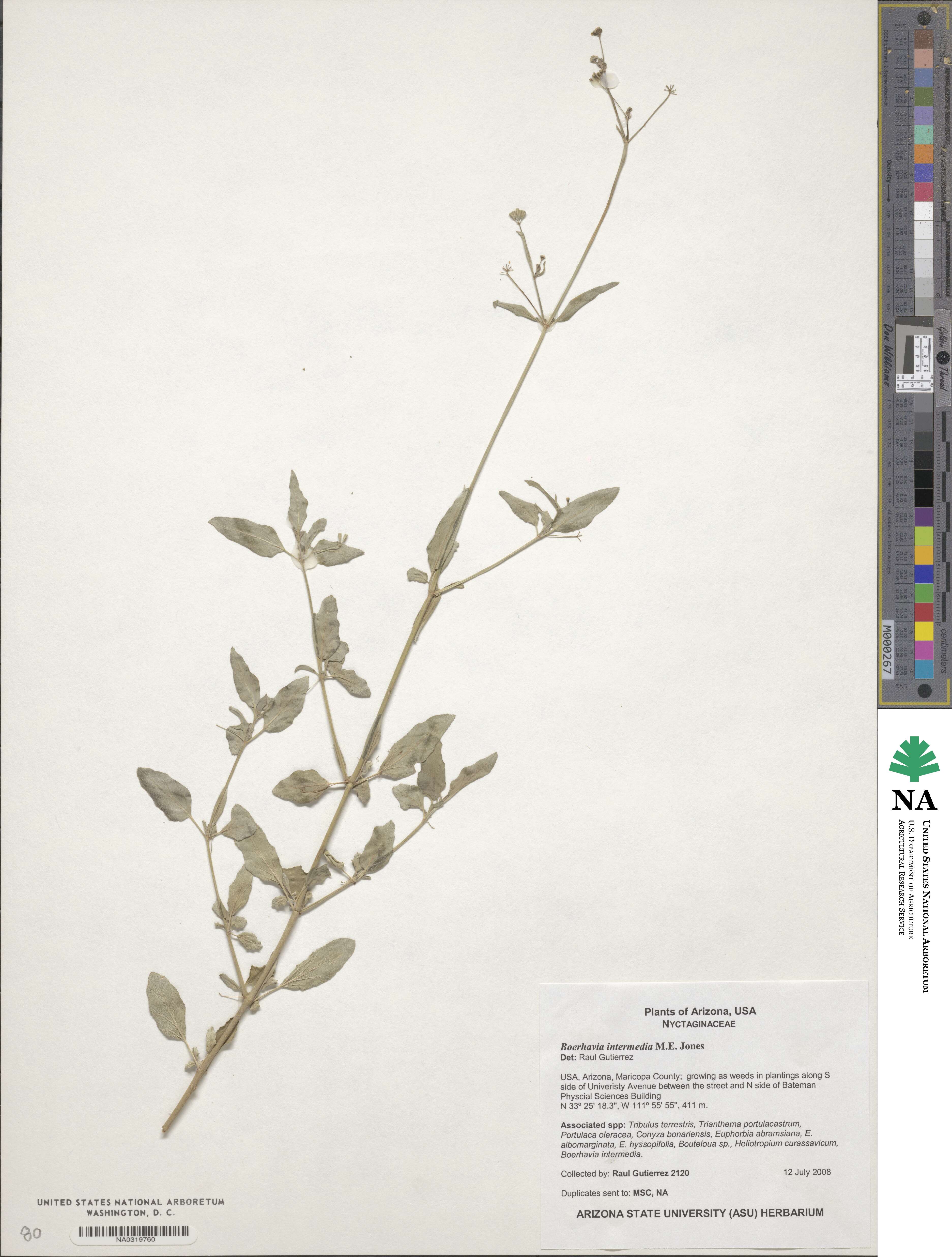 Boerhavia triquetra var. intermedia image