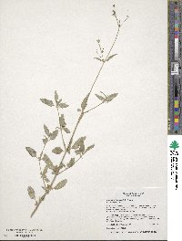 Boerhavia triquetra var. intermedia image