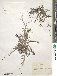 Boerhavia linearifolia image