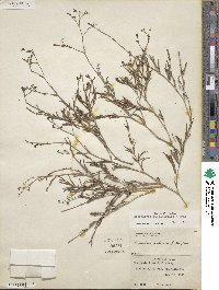 Boerhavia linearifolia image