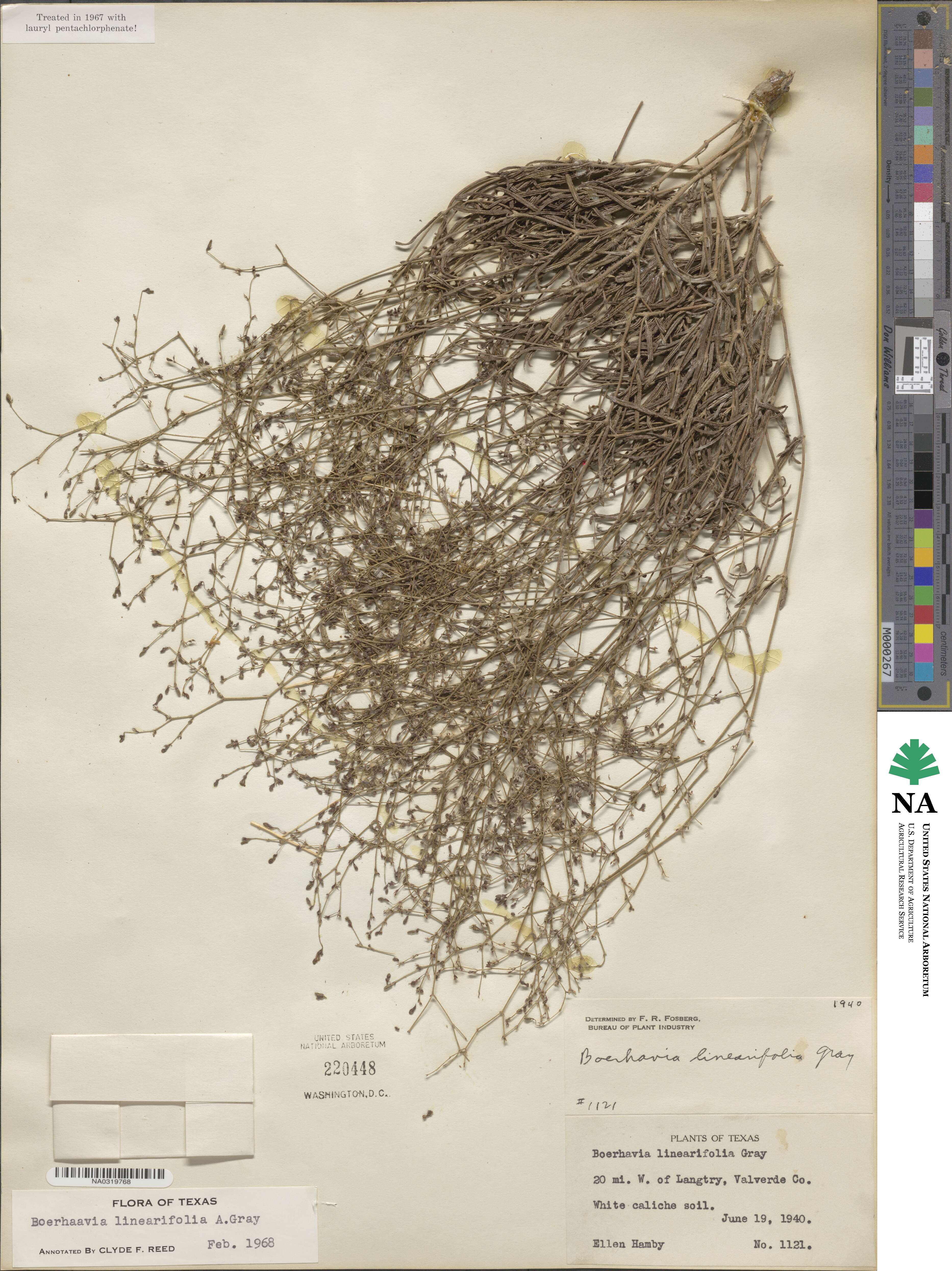 Boerhavia linearifolia image