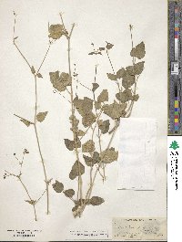 Boerhavia scandens image