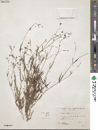 Boerhavia linearifolia image