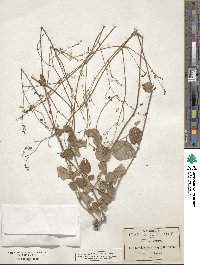 Boerhavia anisophylla image