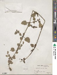 Boerhavia coccinea image