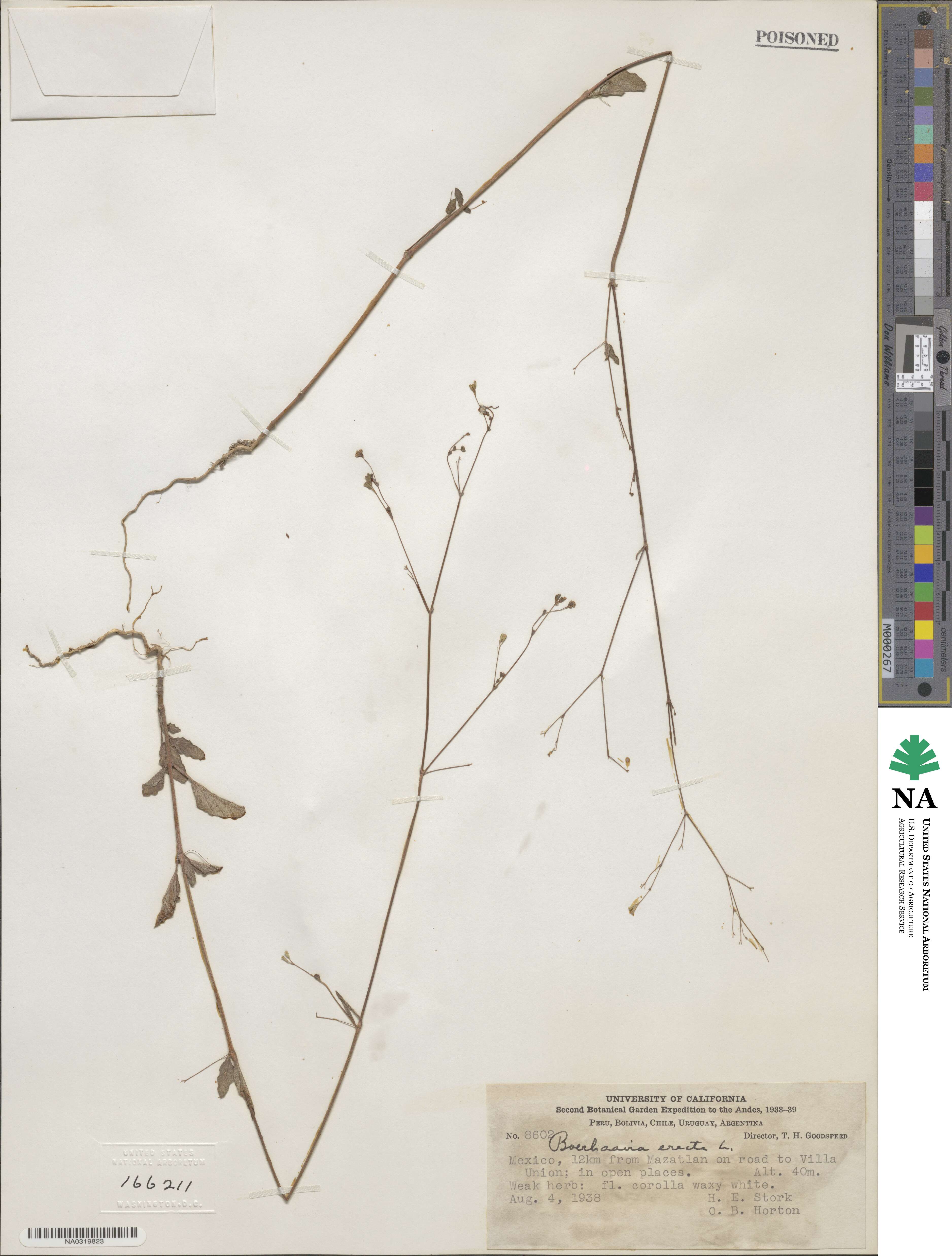 Boerhavia erecta image