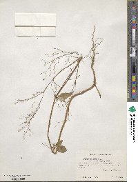 Boerhavia erecta image