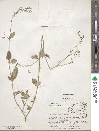 Boerhavia erecta image