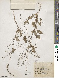 Boerhavia erecta image