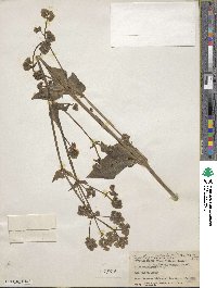 Mirabilis nyctaginea image