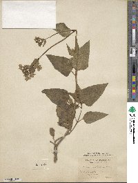 Mirabilis nyctaginea image