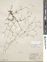 Boerhavia coccinea image