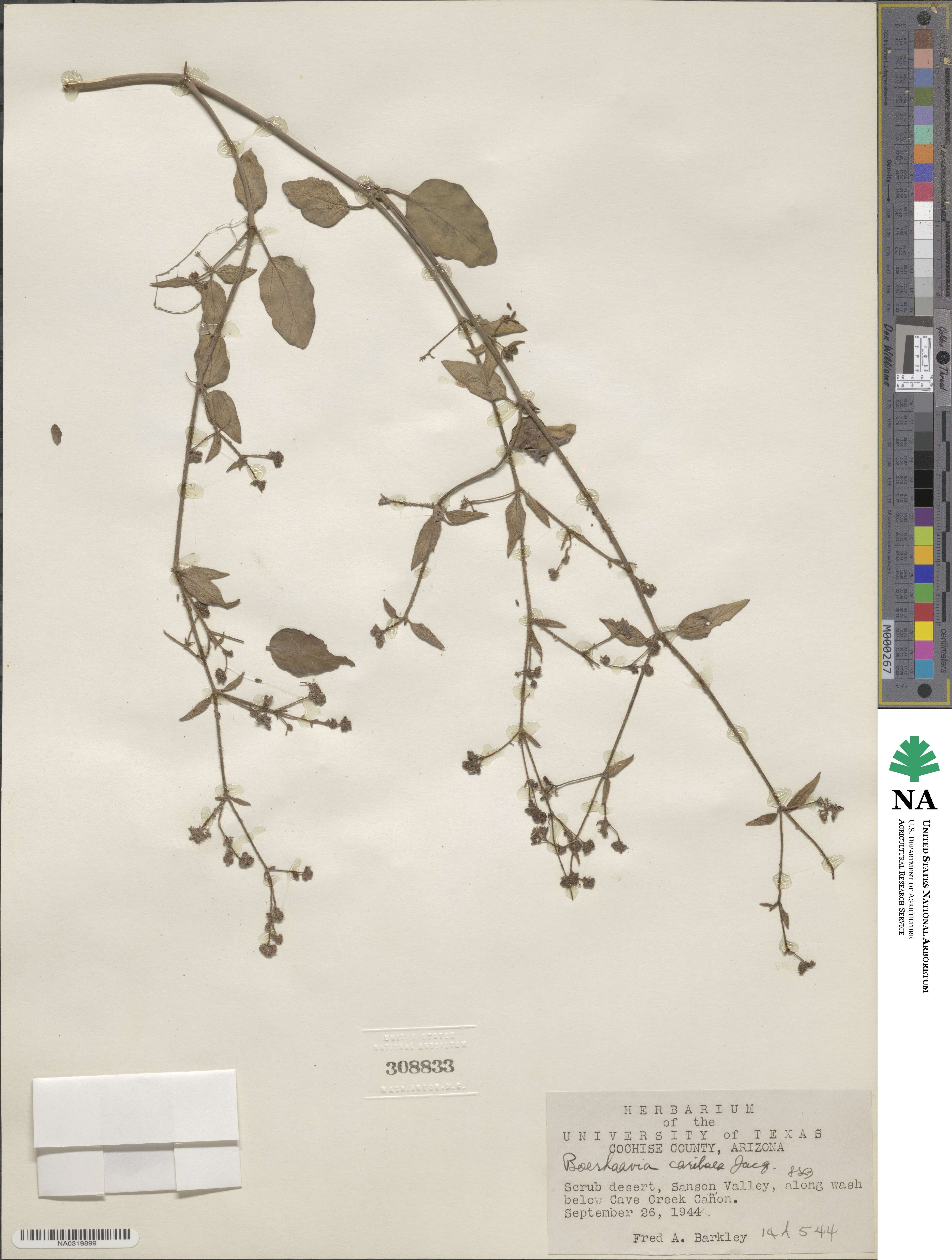 Boerhavia coccinea image