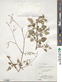 Boerhavia erecta image