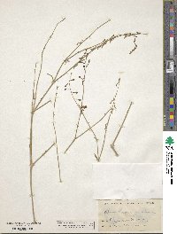 Cyphomeris gypsophiloides image