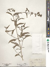 Mirabilis aggregata image