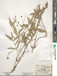 Mirabilis aggregata image