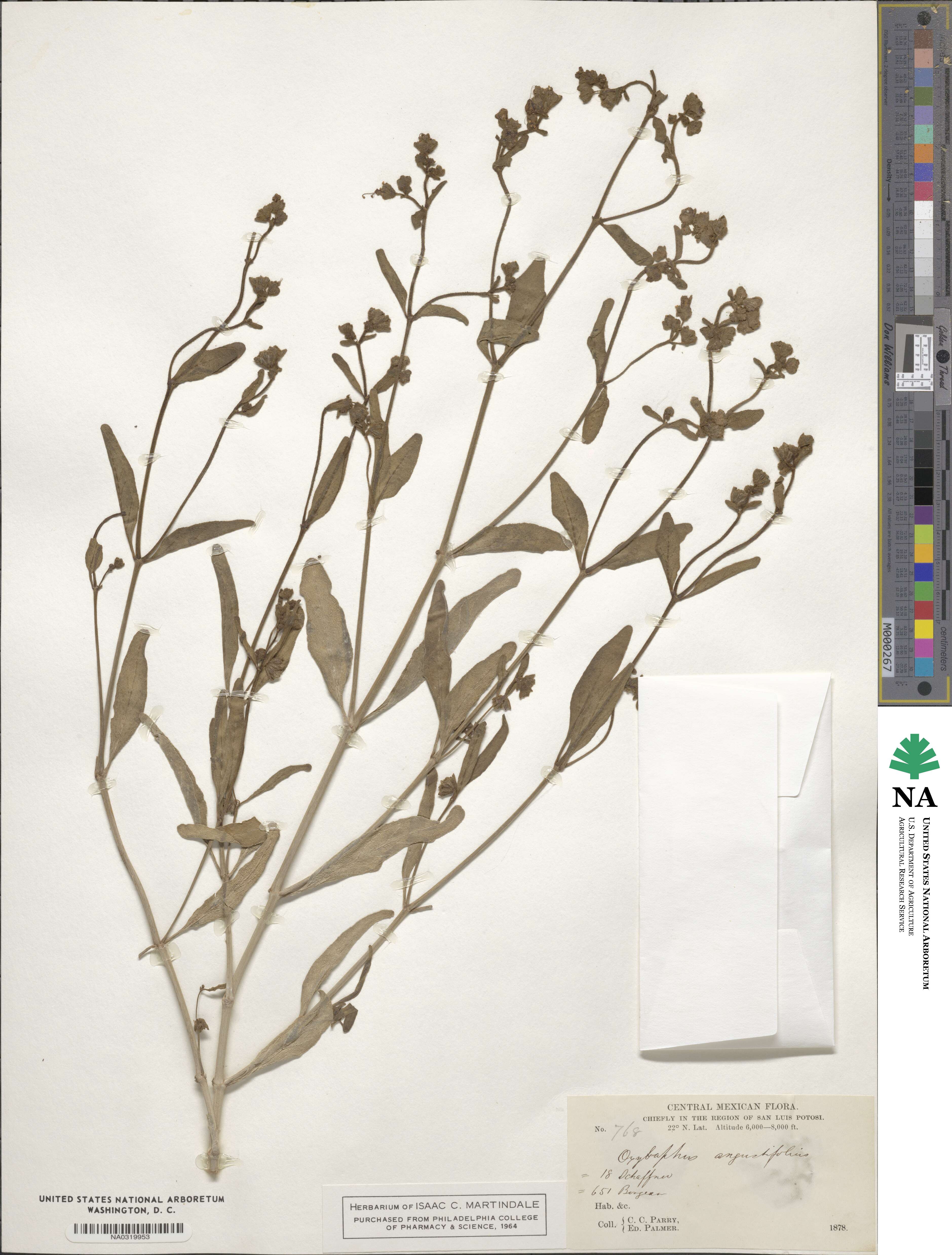 Mirabilis linearis image