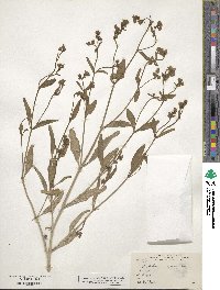 Image of Mirabilis linearis