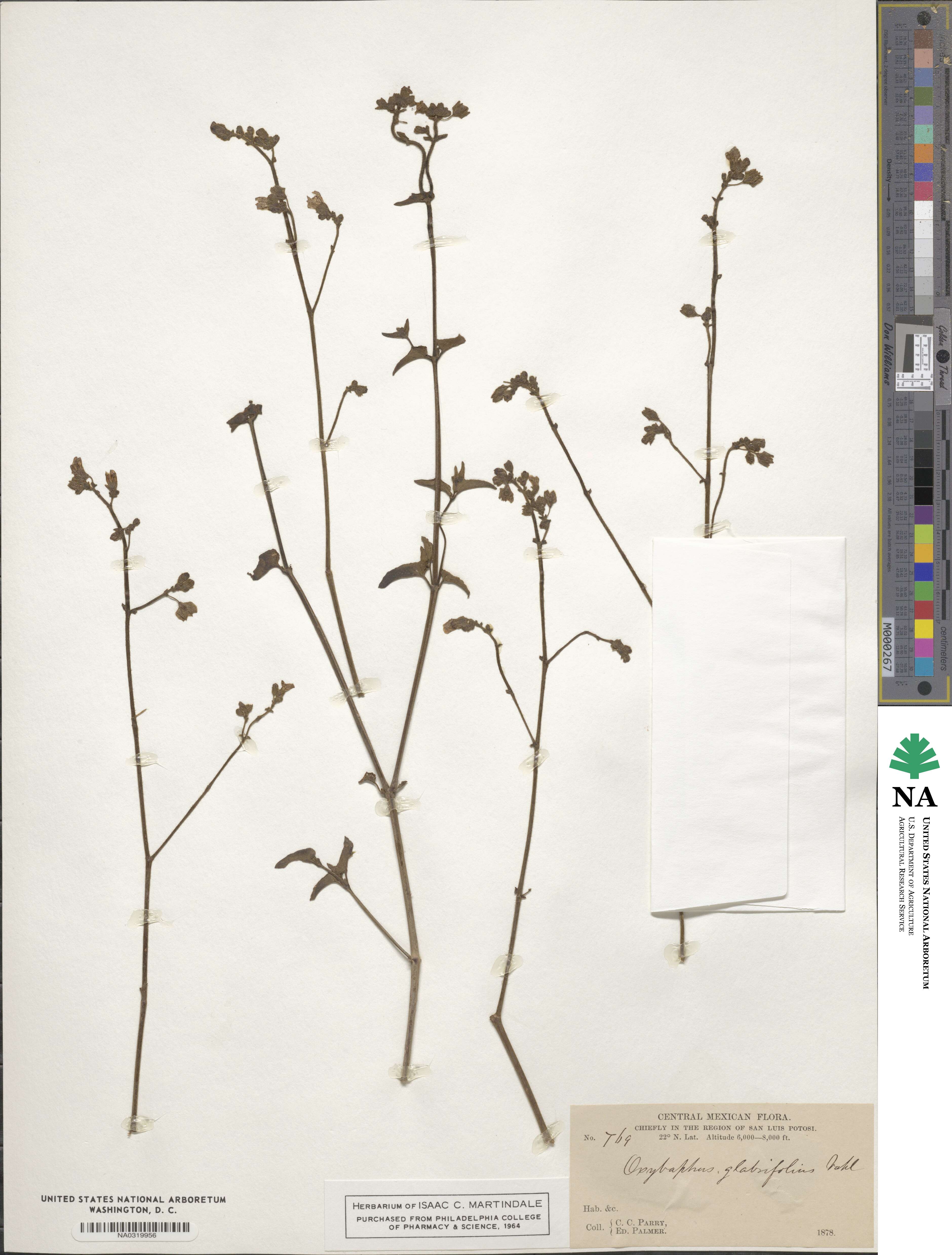 Mirabilis glabrifolia image
