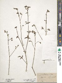 Mirabilis glabrifolia image