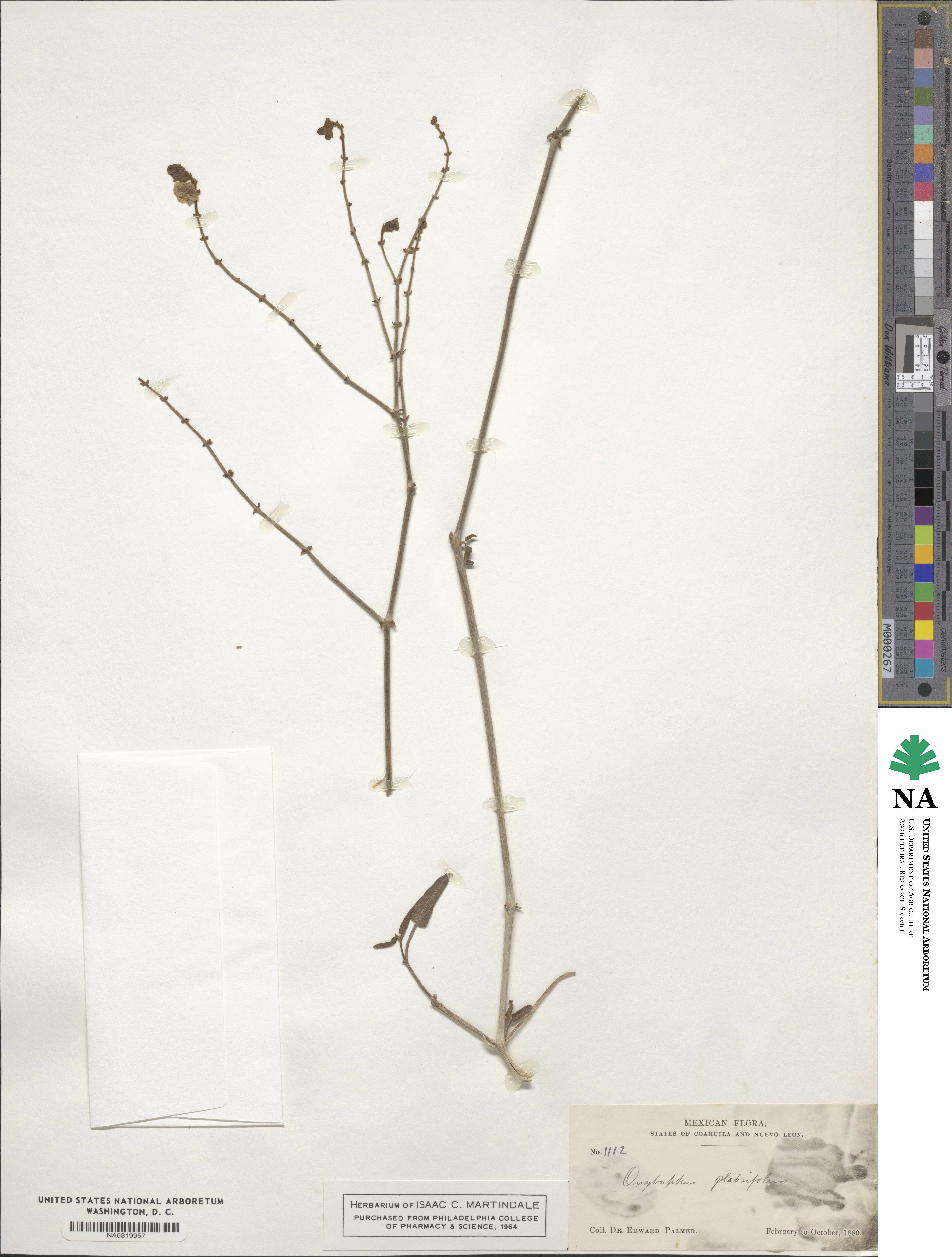 Mirabilis glabrifolia image
