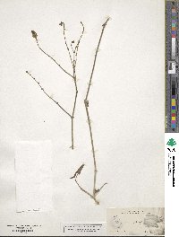 Mirabilis glabrifolia image