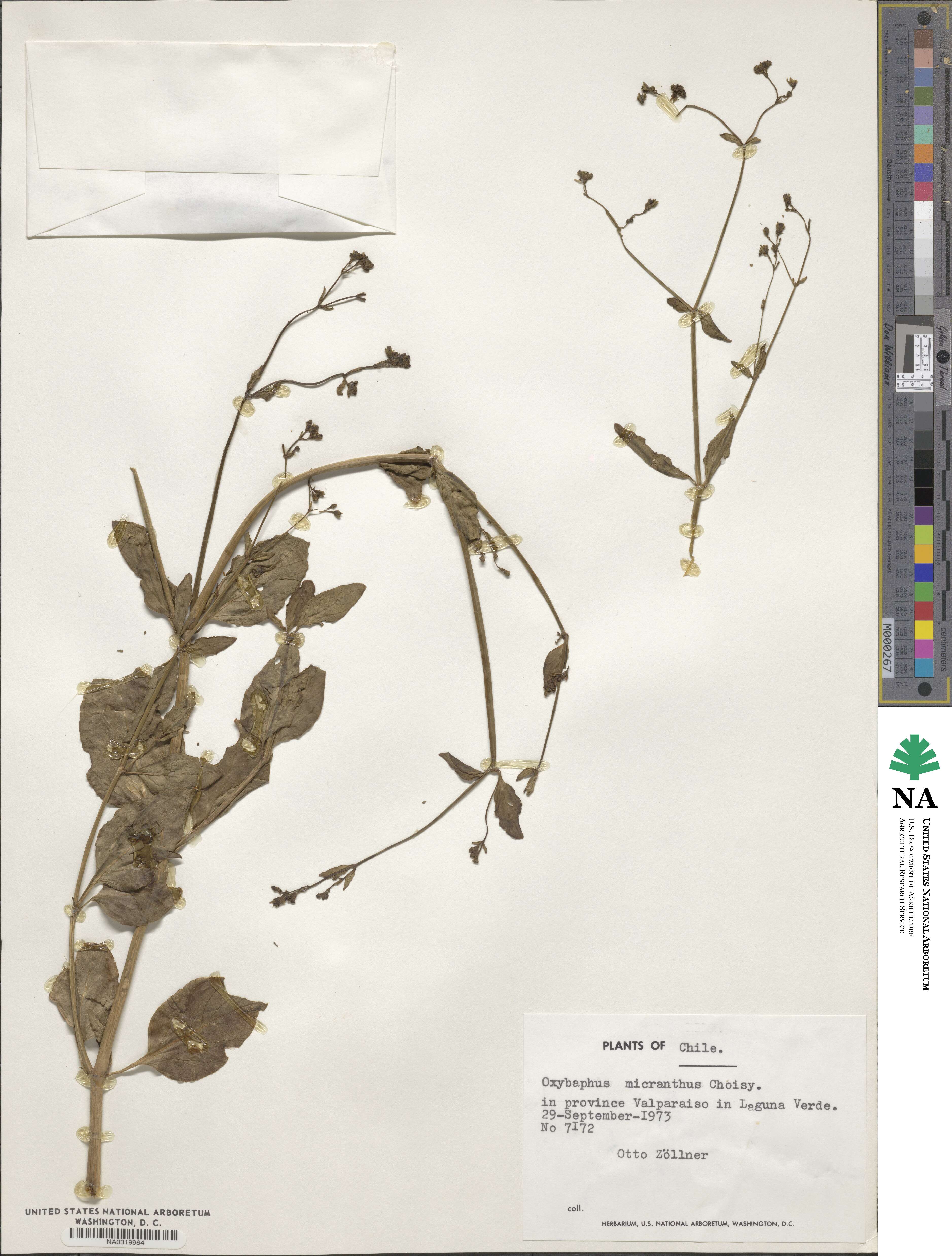 Mirabilis prostrata image