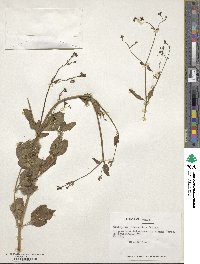 Mirabilis prostrata image