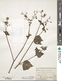 Mirabilis nyctaginea image