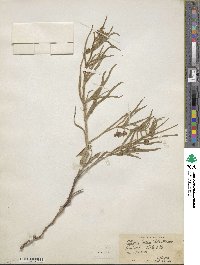 Mirabilis linearis image