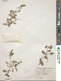 Image of Mirabilis glabra