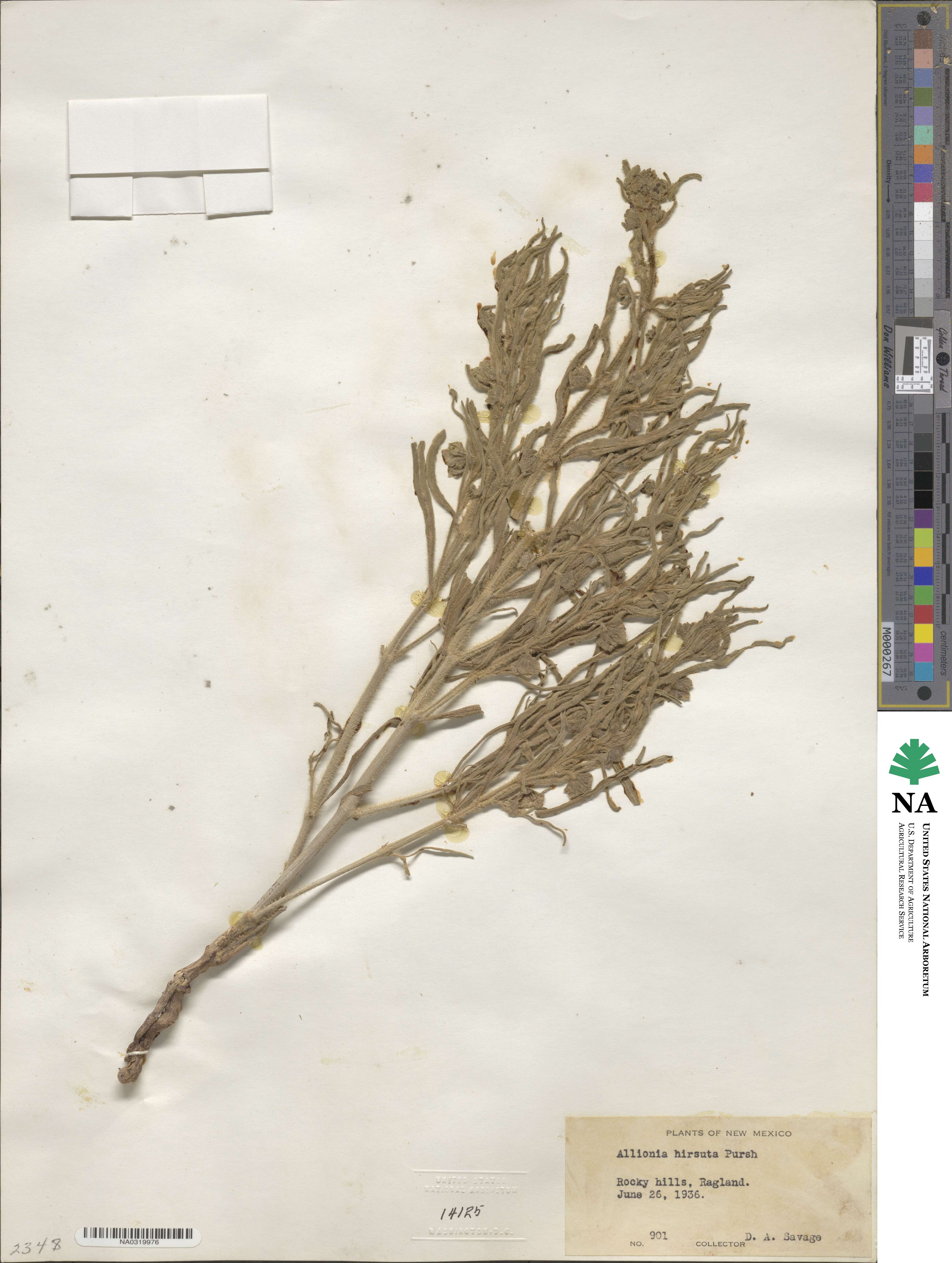 Mirabilis hirsuta image