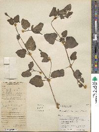 Mirabilis himalaica image