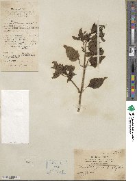 Mirabilis jalapa image