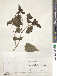 Mirabilis jalapa image