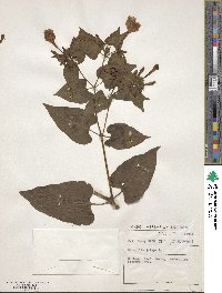 Mirabilis jalapa image