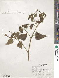 Mirabilis jalapa image